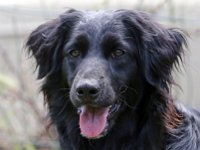 Puppys van Bliss040622-0095